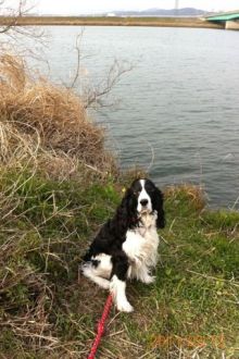 バス釣りならロッドマン　今日の遠賀川（おんががわ）・入荷情報も。