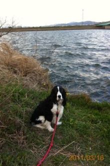 バス釣りならロッドマン　今日の遠賀川（おんががわ）・入荷情報も。