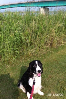 バス釣りならロッドマン　今日の遠賀川（おんががわ）・入荷情報も。