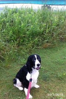 バス釣りならロッドマン　今日の遠賀川（おんががわ）・入荷情報も。