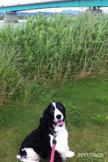 バス釣りならロッドマン　今日の遠賀川（おんががわ）・入荷情報も。