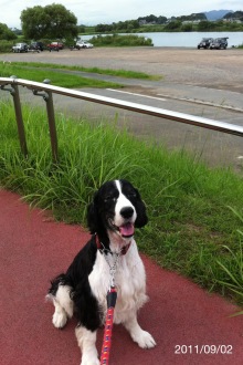 バス釣りならロッドマン　今日の遠賀川（おんががわ）・入荷情報も。