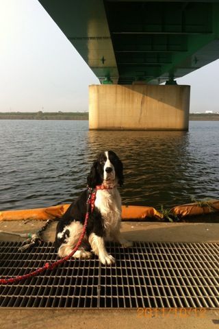 バス釣りならロッドマン 今日の遠賀川(おんががわ)・入荷情報も。