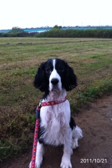 バス釣りならロッドマン　今日の遠賀川（おんががわ）・入荷情報も。