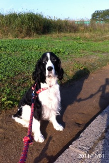 バス釣りならロッドマン　今日の遠賀川（おんががわ）・入荷情報も。