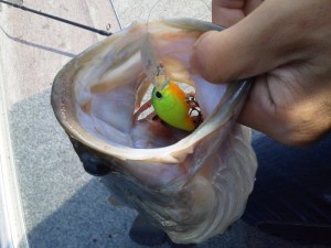 o0800060011922613465